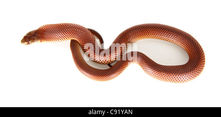 König braun, Mulga Snake oder Pilbara cobra Stockfoto