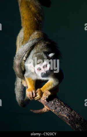 Edinburgh Zoo, Schottland - Saimiri Sciureus, Totenkopfäffchen. Stockfoto