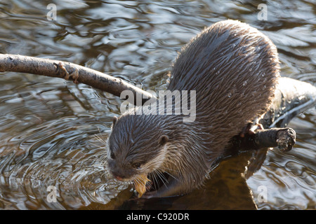 Edinburgh Zoo, Schottland - Aonyx Cinerea, orientalische oder asiatische kleine krallte otter