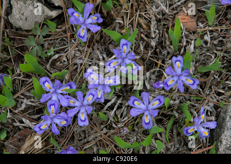 Zwerg Lake Iris Iris lacustris Northern Lake Huron Shoreline USA, von Carol Dembinsky Stockfoto