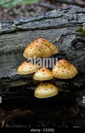 Goldene Pholiota Pilze auf verfallenden Baum Stamm Pholiota Aurivella Michigan USA Stockfoto