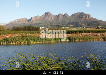 Die Weinberge rund um Kapstadt, als hier bei Stellenbosch, bilden den Großteil der Weinproduktion in Südafrika. Stockfoto