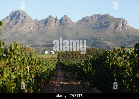 Die Weinberge rund um Kapstadt, als hier bei Stellenbosch, bilden den Großteil der Weinproduktion in Südafrika. Stockfoto