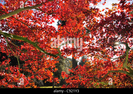 Herbstfärbung, Westonbirt, The National Arboretum, in der Nähe von Tetbury, Gloucestershire, England, Vereinigtes Königreich Stockfoto