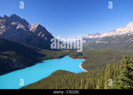 Peyto Lake ist ein Gletscher gespeisten See im Bereich Waputki im Banff Nationalpark in den kanadischen Rockies. Die lebhafte Türkis Blau Stockfoto