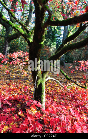 Herbstfärbung, Westonbirt, The National Arboretum, in der Nähe von Tetbury, Gloucestershire, England, Vereinigtes Königreich Stockfoto
