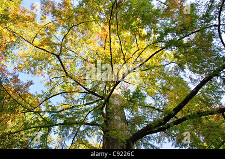 Herbstfärbung, Westonbirt, The National Arboretum, in der Nähe von Tetbury, Gloucestershire, England, Vereinigtes Königreich Stockfoto