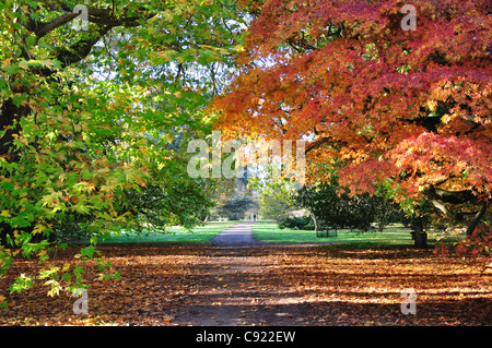 Herbstfärbung, Westonbirt, The National Arboretum, in der Nähe von Tetbury, Gloucestershire, England, Vereinigtes Königreich Stockfoto