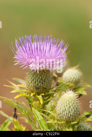 Lila Blüte von einer Kanada Distel, Cirsium arvense Stockfoto