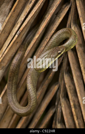 Lachs-bellied Racer - (Mastigodryas Melanolomus) - costarica - tropischer Regenwald - nicht giftig Stockfoto