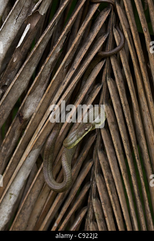 Lachs-bellied Racer - (Mastigodryas Melanolomus) - costarica - tropischer Regenwald - nicht giftig Stockfoto