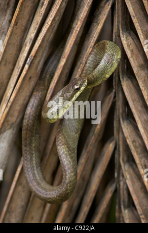 Lachs-bellied Racer - (Mastigodryas Melanolomus) - costarica - tropischer Regenwald - nicht giftig Stockfoto