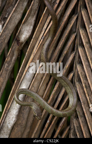 Lachs-bellied Racer - (Mastigodryas Melanolomus) - costarica - tropischer Regenwald - nicht giftig Stockfoto