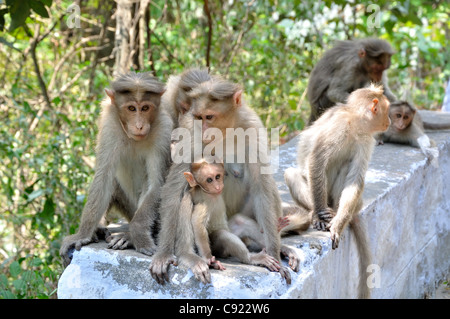 Bonnet Macaque Stockfoto