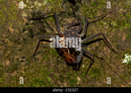 Tail-weniger Peitsche Scorpion - (Phrynus Whitei) - Costa Rica - Amblypygid - tropischen Trockenwald - Santa Rosa Nationalpark Stockfoto