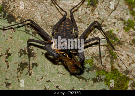 Tail-weniger Peitsche Scorpion - (Phrynus Whitei) - Costa Rica - Amblypygid - tropischen Trockenwald - Santa Rosa Nationalpark Stockfoto