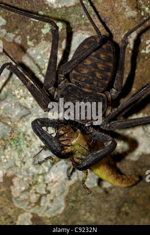 Tail-weniger Peitsche Scorpion - (Phrynus Whitei) - Costa Rica - Amblypygid - tropischen Trockenwald - Santa Rosa Nationalpark Stockfoto