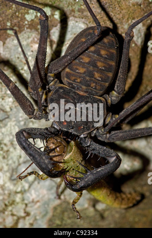 Tail-weniger Peitsche Scorpion - (Phrynus Whitei) - Costa Rica - Amblypygid - tropischen Trockenwald - Santa Rosa Nationalpark Stockfoto