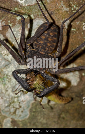 Tail-weniger Peitsche Scorpion - (Phrynus Whitei) - Costa Rica - Amblypygid - tropischen Trockenwald - Santa Rosa Nationalpark Stockfoto