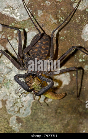 Tail-weniger Peitsche Scorpion - (Phrynus Whitei) - Costa Rica - Amblypygid - tropischen Trockenwald - Santa Rosa Nationalpark Stockfoto