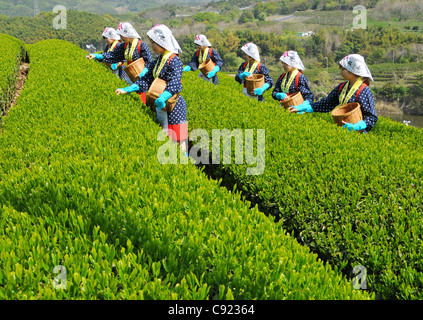 Grüner Tee junge Japanerin Kommissionierer im Frühling Stockfoto