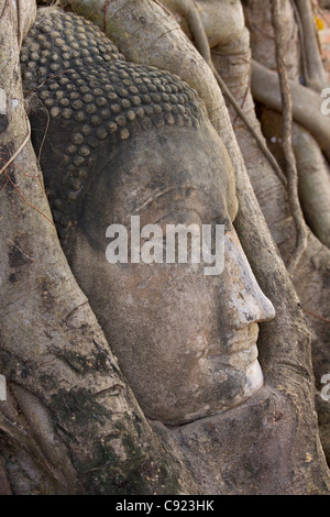 Bleibt eine Sandstein-Statue von Buddha mit den Wurzeln der Bodhi-Baum an der Wat Mahathat in erbaut umwickelt Stockfoto