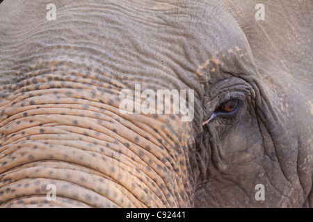 Nahaufnahme des Auges von einem geretteten Asiatischer Elefant Elephas Maximus im Elephant Nature Park der einzige Zufluchtsort für asiatische Stockfoto