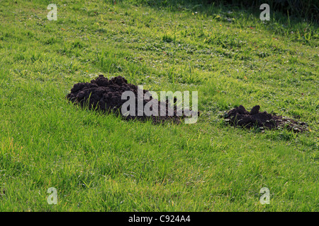 Maulwurfshügel auf einer Weide. Berge von frischen Boden entstehen durch grabenden Maulwürfe als sie Creat neuen Tunneln unter der Erde. Stockfoto