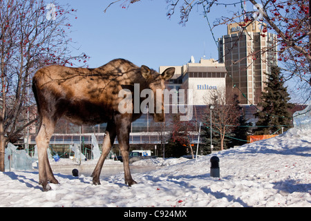 Eine Kuh Elch in der Nähe der Buildling Performing Arts Center in der Innenstadt von Anchorage, Alaska Yunan, Winter Stockfoto