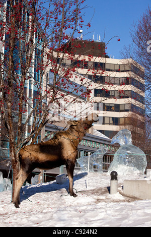 Ein Elch Kuh ernährt sich von Beeren der Eberesche neben der Performing Arts Center Buildling in der Innenstadt von Anchorage, Alaska Stockfoto