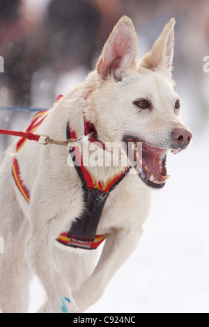 Nahaufnahme von einem Lead Schlittenhunde in den Pelz Rondy Sleddog Weltmeisterschaftskampf, 2011, Anchorage, Alaska Yunan, Winter Stockfoto