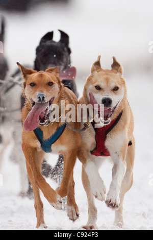 Nahaufnahme von Blei Schlittenhunde in den Pelz Rondy Sleddog Weltmeisterschaftskampf, 2011, Anchorage, Alaska Yunan, Winter Stockfoto