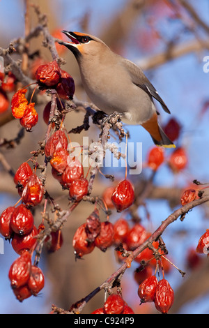 Eine böhmische Seidenschwanz thront auf einem Ast frisst rote Holzapfel Frucht, Anchorage, Alaska Yunan, Winter Stockfoto