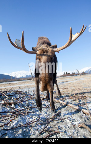 CAPTIVE: Nahaufnahme von einem Stier Elch auf gefrorenen schneebedeckter Boden, Yunan Alaska Stockfoto