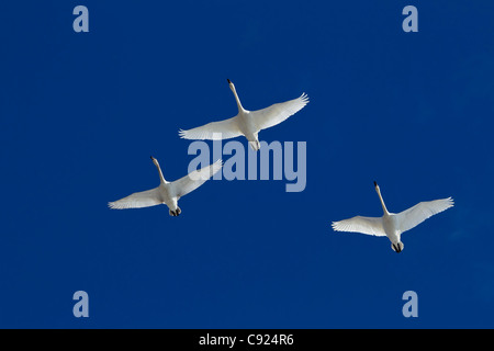 Drei Trumpeter Schwäne im Flug über Kopf während Frühjahrszug, Marsh Lake, Yukon Territorium, Kanada Stockfoto