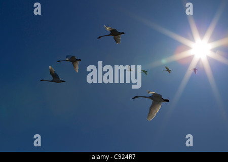 Trumpeter Schwäne im Flug während Frühjahrszug, Marsh Lake, Yukon Territorium, Kanada Stockfoto