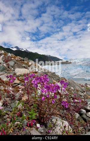 Zwerg Weidenröschen blüht mit Mendenhall-Gletscher im Hintergrund Tongass National Forest, Juneau, südöstlichen Alaska, Sommer Stockfoto