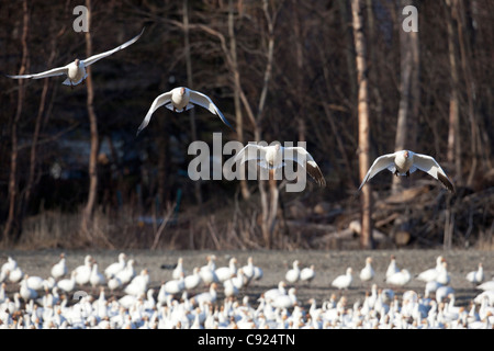 Vier Schneegänse bereiten unter eine Schar Gänse in der Nähe von Palmer, Yunan Alaska, Frühling zu landen Stockfoto