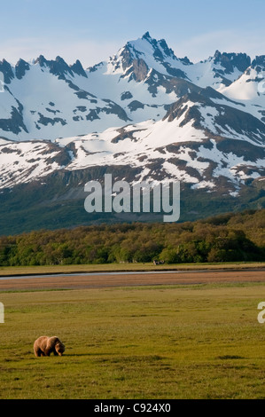 Grizzly Bären zu Fuß in einer Wiese mit Bergen im Hintergrund, Swikshak, Katami Küste, Alaska-Halbinsel in Alaska Stockfoto