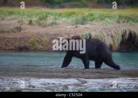 Brauner Bär geht über Kinak Lagune während einer Herbst Lachs laufen, Katmai Nationalpark und Reservat, Alaska-Halbinsel, Alaska Stockfoto