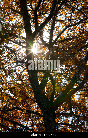 Sunburst durch Cottonwood verlässt auf Kodiak Insel, Südwest-Alaska Stockfoto