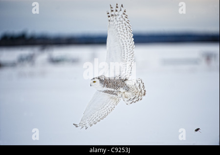 Weibliche Schneeeule im Flug über Schnee, Astronomico, Quebec, Kanada, Winter Stockfoto