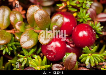 Makro-Ansicht von Hohmann Cranberry wächst im Alpenraum auf Säule Berg, Kodiak Island, Südwest-Alaska Stockfoto