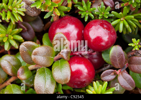 Makro-Ansicht von Hohmann Cranberry wächst im Alpenraum auf Säule Berg, Kodiak Island, Südwest-Alaska Stockfoto