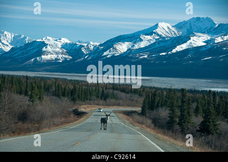 Caribou stehend in der Mitte der Alaska Highway in der Nähe von Delta Junction, innen Alaska, Frühling Stockfoto