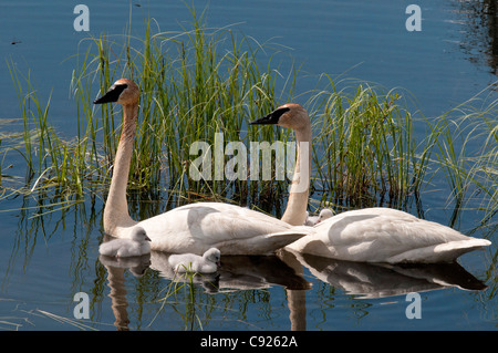 Paar von Trumpeter Schwäne und Küken schwimmen in einem See im Yukon Territorium, Kanada, Sommer Stockfoto