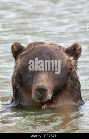 Nahaufnahme von einem Braunbären in einem Teich im Alaska Wildlife Conservation Center, Yunan Alaska, Sommer. In Gefangenschaft Stockfoto