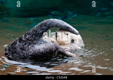 CAPTIVE Nahaufnahme von einem Sea Otter mit seinem Endstück Berührung der Spitze des Kopfes auf der Point Defiance Zoo, Tacoma, Washington, USA Stockfoto