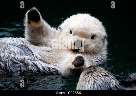 CAPTIVE Nahaufnahme von zwei Seeotter Interaktion im Point Defiance Zoo, Tacoma, Washington, USA Stockfoto