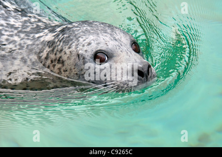 GEFANGEN in der Nähe eines Hafens versiegeln schwimmen, Point Defiance Zoo, Tacoma, Washington, USA Stockfoto